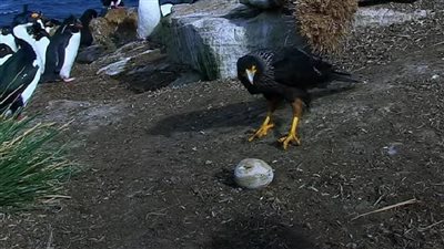 ببغاء يسرق كاميرا ويصور لحظة هروبه في بث مباشر | فيديو