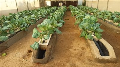 مشروعات مؤسسة ساويرس لنساء الصعيد.. أبرزها المزارع وإنتاج الحرير والعسل | صور 