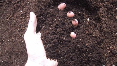 كيف تنفذ مشروع إنتاج السماد العضوي بتمويل من تنمية المشروعات؟