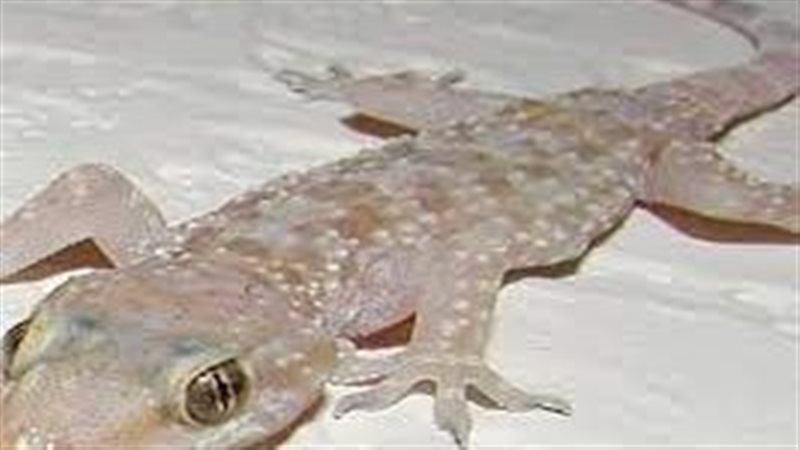 تفسير حلم البرص في