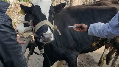  بدء الحملة القومية للتحصين ضد مرض الحمي القلاعية بالإسكندرية