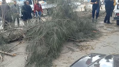 إصابة 6 مواطنين في سقوط شجرة على توك توك وسيارة بالبحيرة 
