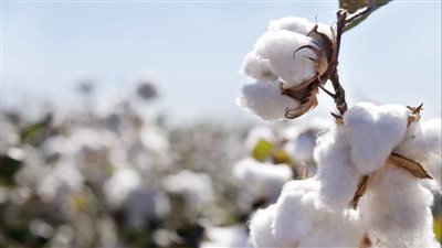 الزراعة: القطن المصري مازال 