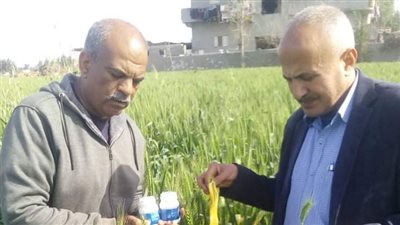  اكتشاف بؤر إصابة بالصدأ الأصفر بزراعات القمح في الإسماعيلية| صور