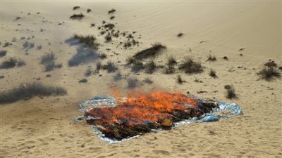 إبادة 15 مخزنا لمخدر البانجو في الإسماعيلية | صور 