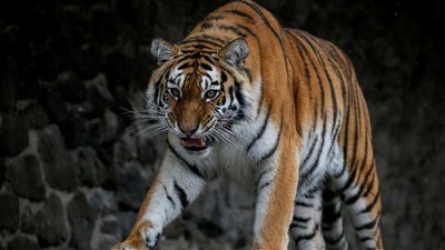 رحلة تحت القصف.. إجلاء أسود ونمور من أوكرانيا ونقلهم إلى بولندا