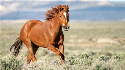 العثور على أول دليل لركوب الخيل منذ 5000 عام ( فيديو)
