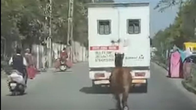 حصان يركض 8 كيلومترات