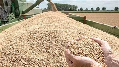 انطلاق موسم حصاد القمح في سوهاج | فيديو 