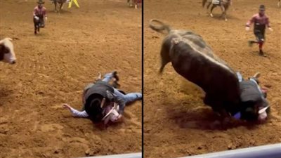 قرار حظر مصارعة الثيران يثير جدلا واسعا في المكسيك