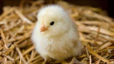 آخر تحديث لأسعار الدواجن والبيض في الأسواق 