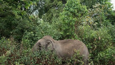 وفاة الفيل المقدس 