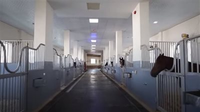 11 اختصاصا لمحطة الزهراء لتربية الخيول