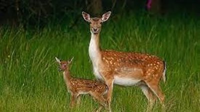 تفسير حلم الغزال في المنام وعلاقته بتخطي الأزمات 