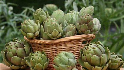 استعدادا لشهر رمضان.. طريقة تخزين الخرشوف 