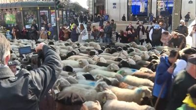 رقصات واحتفالات مع الماشية.. آلاف الأغنام تغلق شارع الشانزليزيه| فيديو