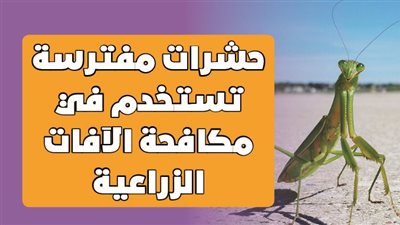 حشرات مفترسة تستخدم في مكافحة الآفات الزراعية | إنفوجراف