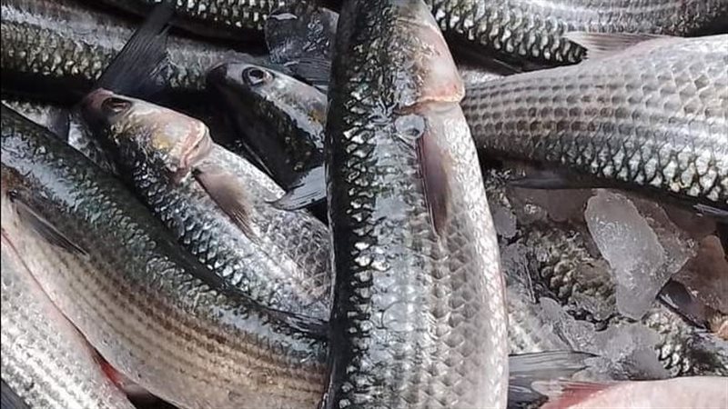 أسعار الأسماك اليوم