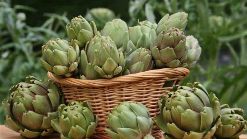 طريقة نخزين الخرشوف