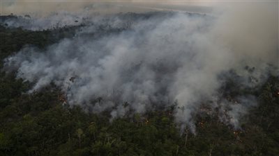 علماء يحذرون من كارثة تحول غابات الأمازون إلى سافانا