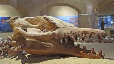هياكل عمرها 40 مليون سنة.. متحف حفريات وادى الحيتان نموذج للتغيرات المناخية | صور