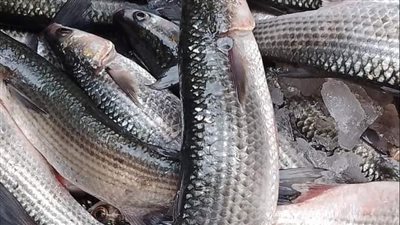 أسعار الأسماك اليوم 9-3-2022 فى شمال سيناء