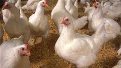 أسعار الدواجن اليوم الأربعاء 9-3-2022 في قنا