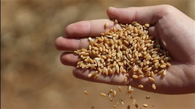 مقترح برلماني لخلط القمح مع الشعير لإنتاج رغيف خبز اقتصادي