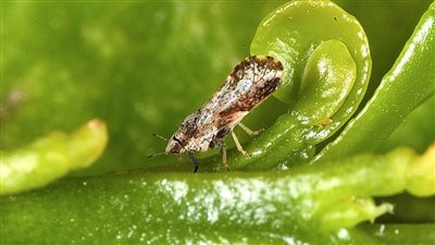 دراسة تكشف دور الحشرات في البحث الجنائي