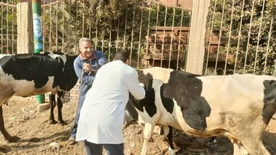 انتهاء الحملة القومية للتحصين ضد مرض التهاب الجلد العقدي وجدري الأغنام بالمنوفية