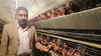  البيض الأورجانيك والبلدي.. جولة داخل مزرعة دواجن بقنا للكشف عن الأسعار ومنافذ البيع | فيديو 