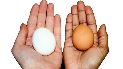 هل هناك فرق بين البيض الأورجانيك والعادي في القيمة الغذائية؟ باحث يجيب