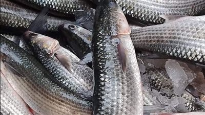 أسعار الأسماك اليوم الخميس 10-3-2022 فى شمال سيناء