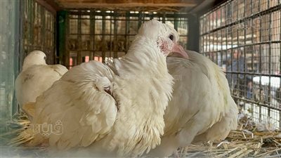 أسعار الدواجن اليوم الأربعاء 6-7-2022 في الأسواق