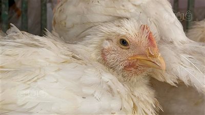 أسعار الدواجن اليوم الخميس 19-5-2022 في الأسواق