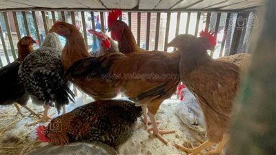 أسعار الدواجن اليوم الثلاثاء 22-3-2022 في قنا