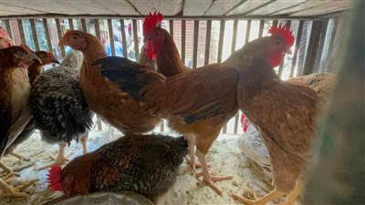 أسعار الدواجن والبط اليوم الإثنين 25-4-2022 في الدقهلية 