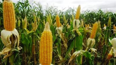 أخبار الاقتصاد: تجارية القاهرة تكشف السعر العادل للبيض.. ووقف تصدير الزيوت والذرة 3 أشهر