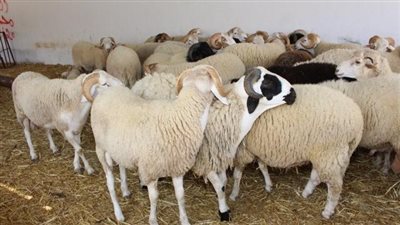 محافظ الجيزة: فتح 21 مجزرا بالمجان أمام المواطنين لذبح الأضاحي خلال أيام عيد الأضحى