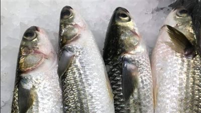 أسعار الأسماك في شمال سيناء اليوم 12-3-2022 | صور