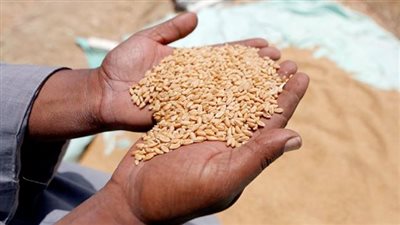 أوكرانيا: لدينا خطة للبدء في زراعة الحبوب على الرغم من استمرار الحرب