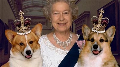 سر تنازل ملكة بريطانيا اليزابيث عن كلابها المفضلة | صور