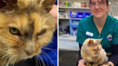 سيدة تعثر على قطتها بعد ضياع 17 عاما