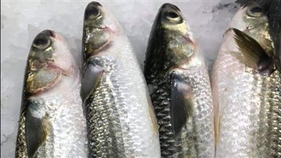 أسعار الأسماك اليوم 14-3-2022 فى شمال سيناء 