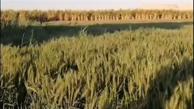 بث مباشر.. جولة داخل إحدى مزارع القمح في قنا