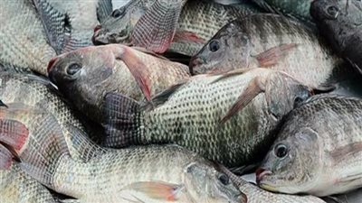 كيف تبدأ مشروع لتجارة الاسماك الطازجة؟