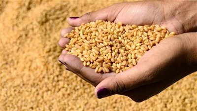 الأيام العجاف.. «الزراعة التعاقدية».. طريق مصر لمواجهة نقص الحبوب بسبب الحرب الروسية الأوكرانية