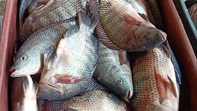 أسعار الأسماك اليوم 15-3-2022 في شمال سيناء 