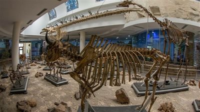 شاهد حكايات وأسرار من المتحف الحيواني بحديقة الجيزة