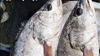 أسعار الأسماك اليوم 16-3-2022 فى شمال سيناء